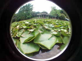 中国旅行記・博物館他写真館＠上海植物園観光